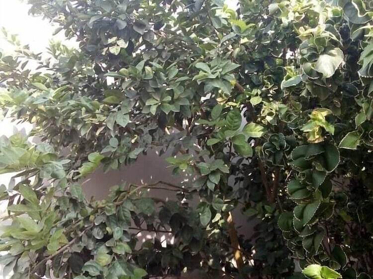 پانسیون Green Glass Guest House