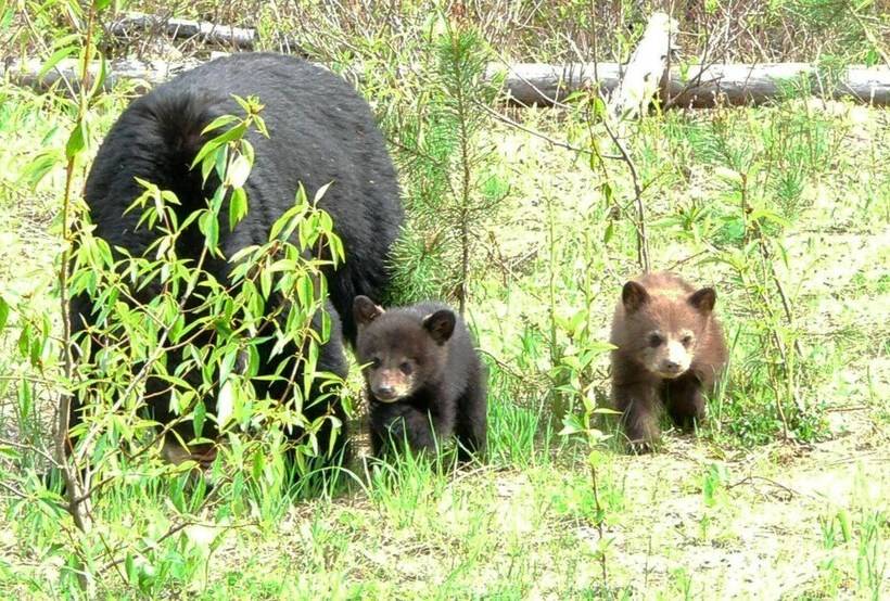 فندق Stoneshire Guesthouse