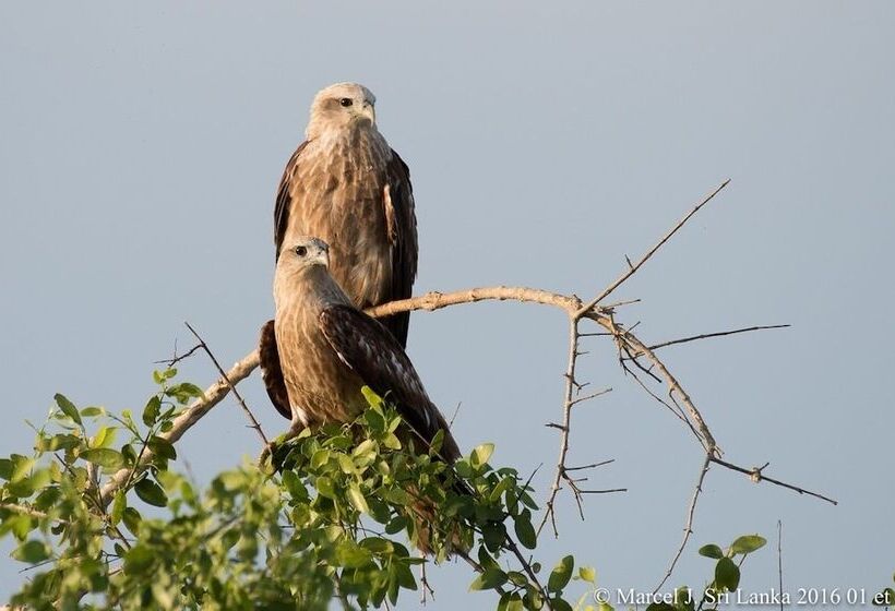 Отель Blue Turtle