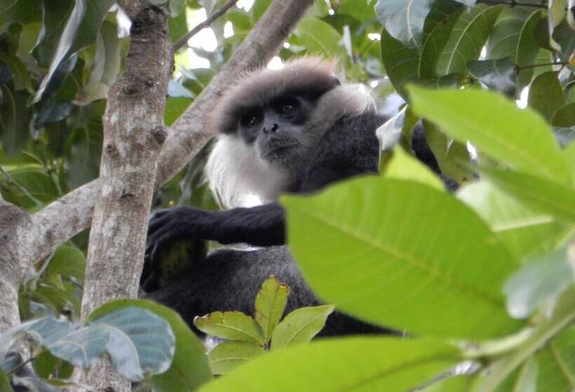 酒店 Kadolana Eco Village