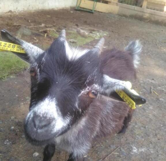 酒店 Landschloss Ernestgrün