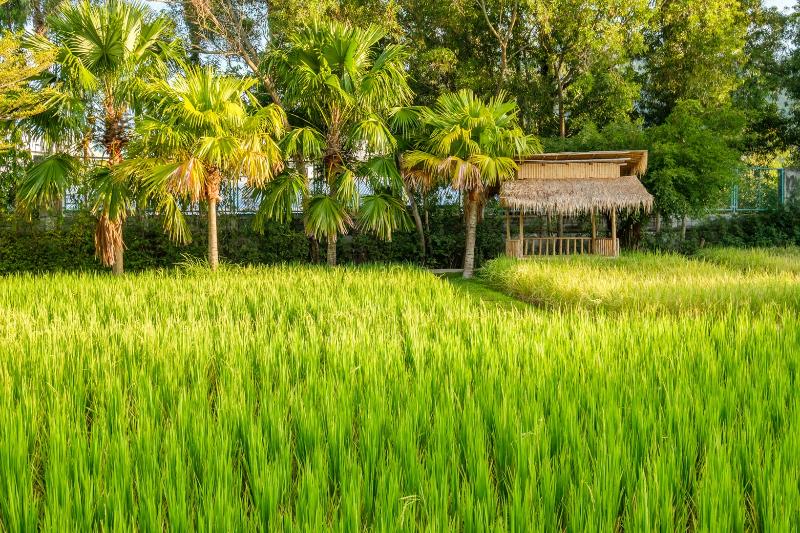 Hotel Naina Resort & Spa   Sha Extra Plus