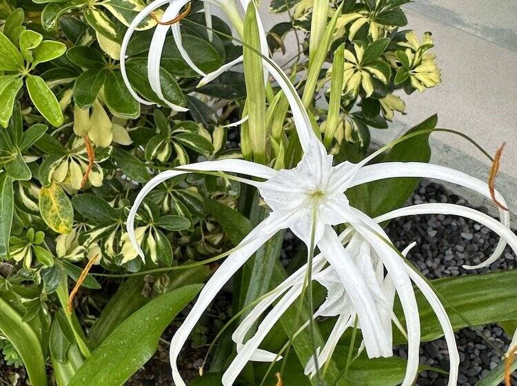 אתר נופש Orlowsky Discovery Candidasa