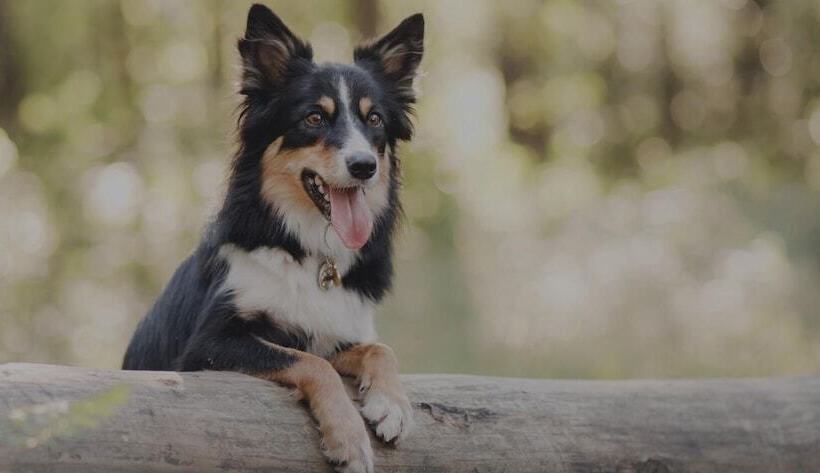 ホテル Cactus Cove Inn And Suites