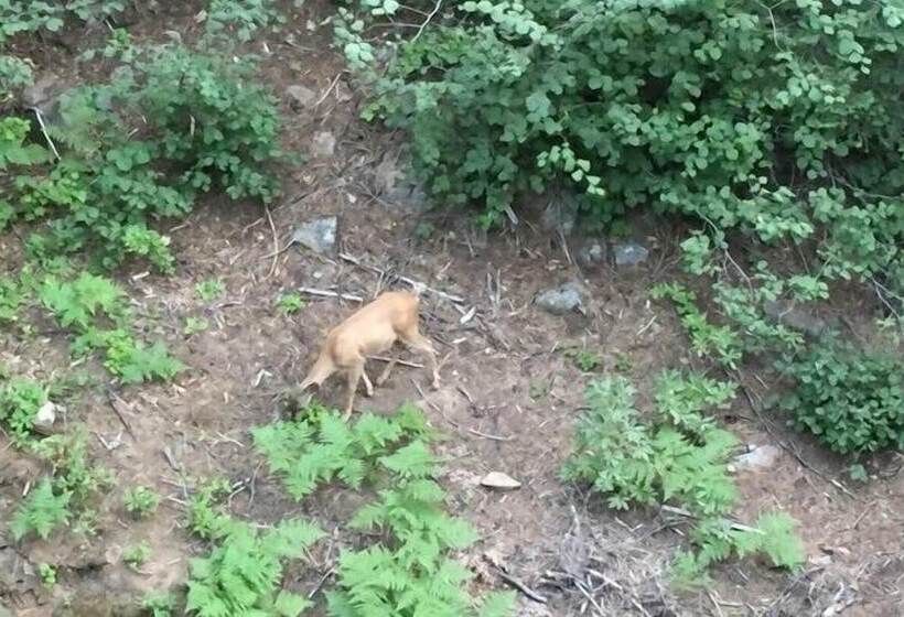 Scenic Wonders Dogwood Manor 3 Bedrooms