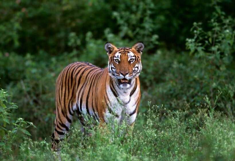 فندق Evolve Back  Kabini