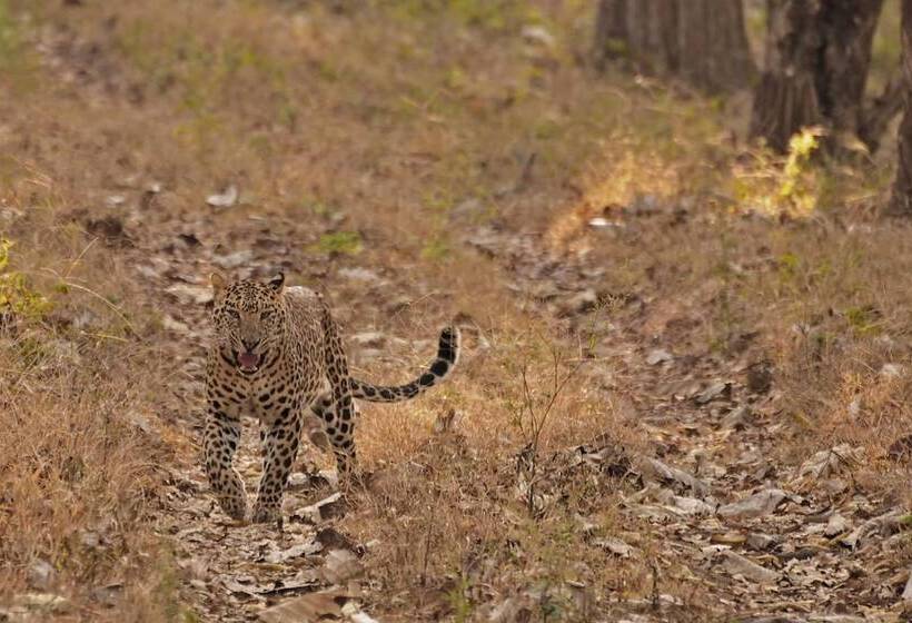 فندق Evolve Back  Kabini