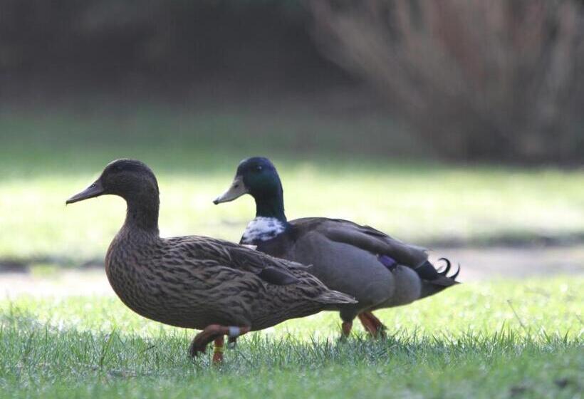 酒店 Hôtel Spa Piscine Le Petit Castel Beuzeville Honfleur