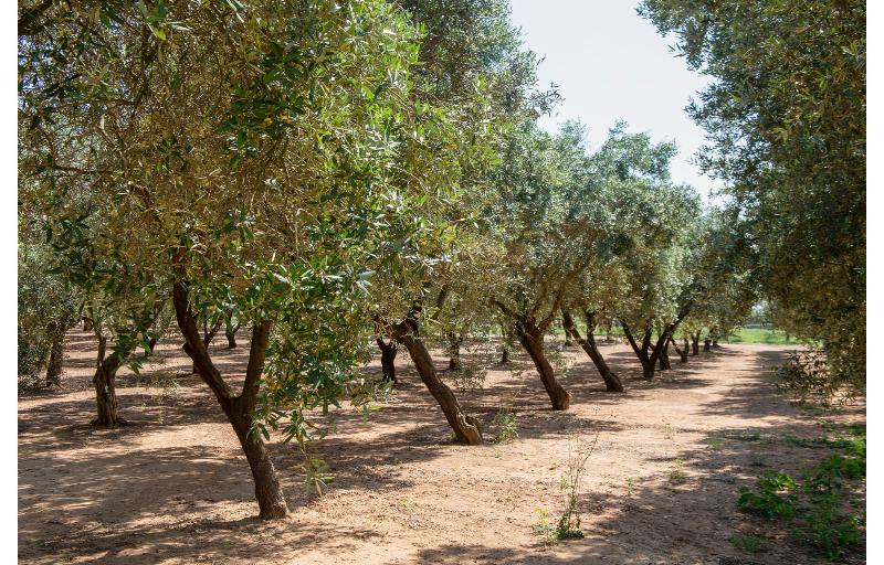 בית מלון כפרי Naturalis Bio Resort