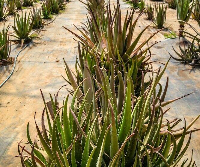 בית מלון כפרי Naturalis Bio Resort