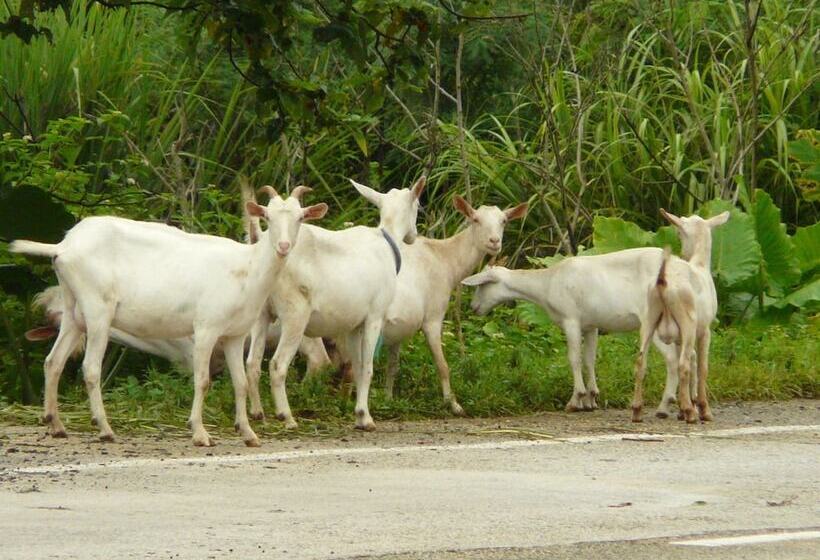בית מלון כפרי Peace Island Taketomijima