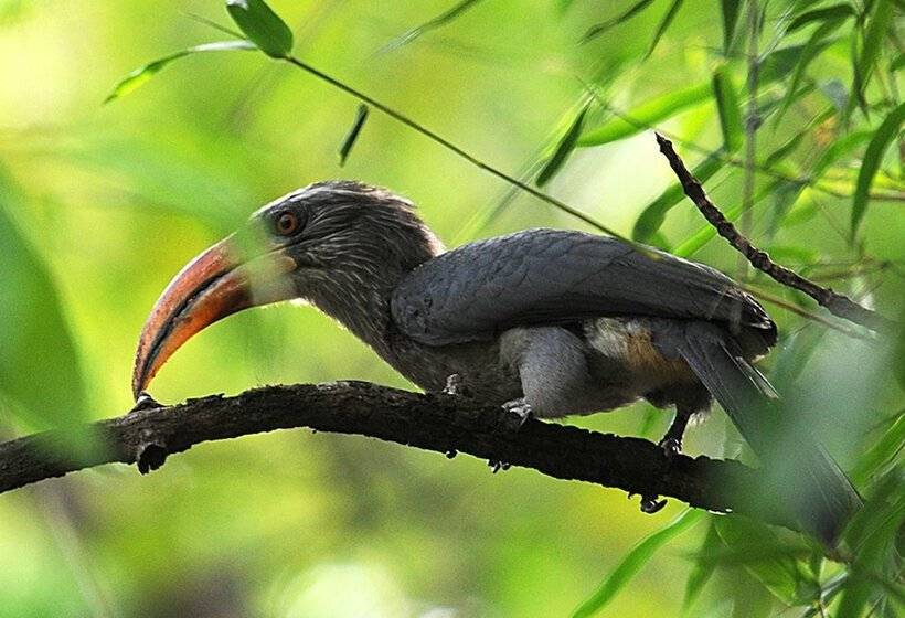 Отель Vythiri Resort