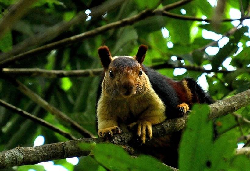 Отель Vythiri Resort