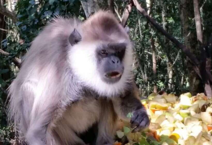 Pumula Lodge 4 Star B&b Knysna