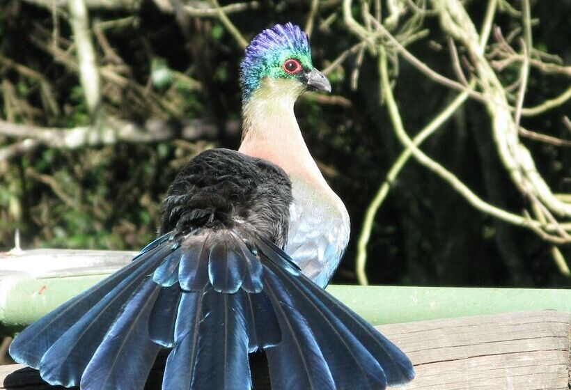 Pumula Lodge 4 Star B&b Knysna