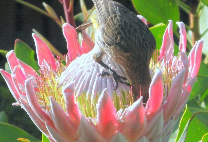 Pumula Lodge 4 Star B&b Knysna