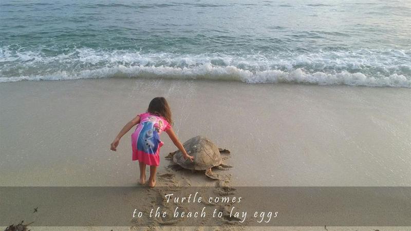 Trikora Beach Club & Resort