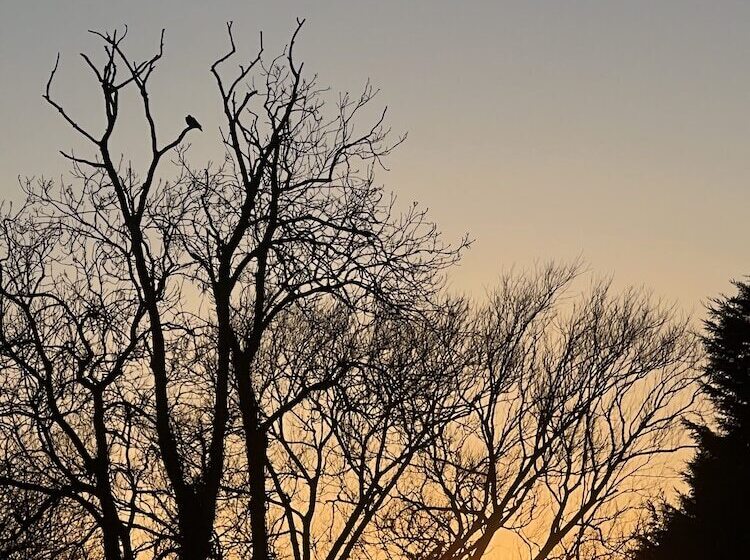 Bed and Breakfast Tumbleweed Cottage