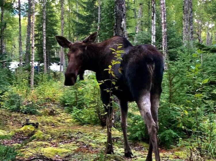 호텔 Alaska Lake And Lodge At Longmere