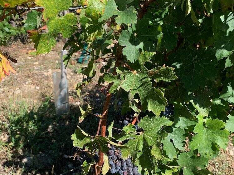 ペンション Château Papounan