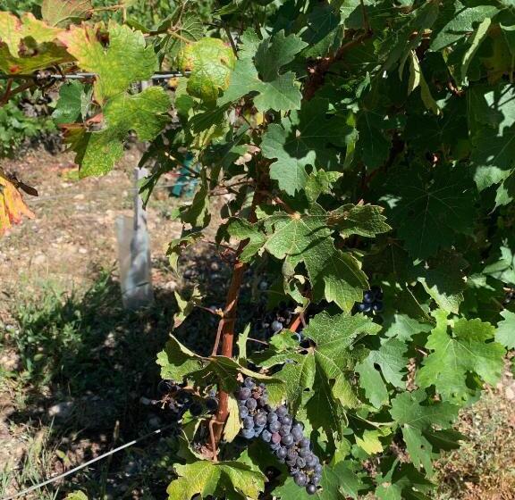 ペンション Château Papounan