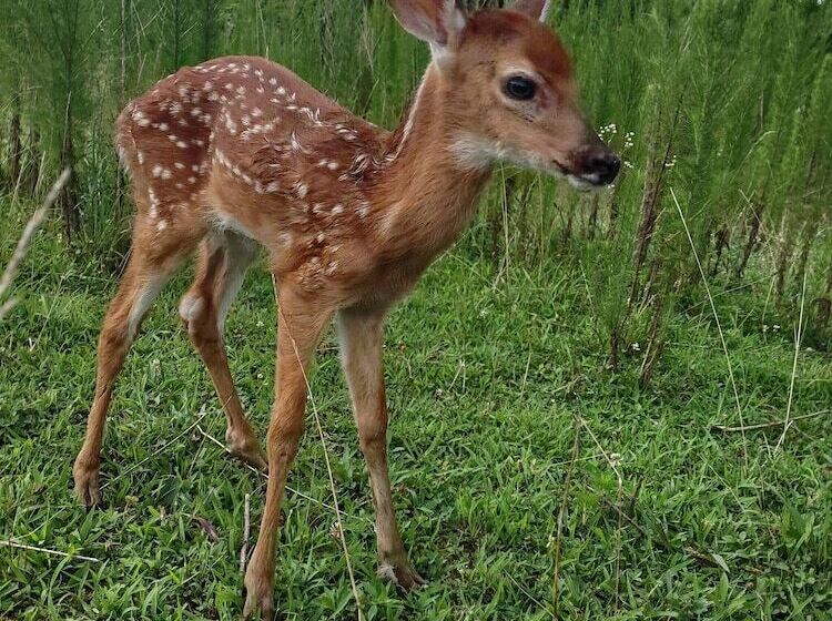 بنسيون Clean, Cozy Home W Kitchen Near I 24 Pet Friendly