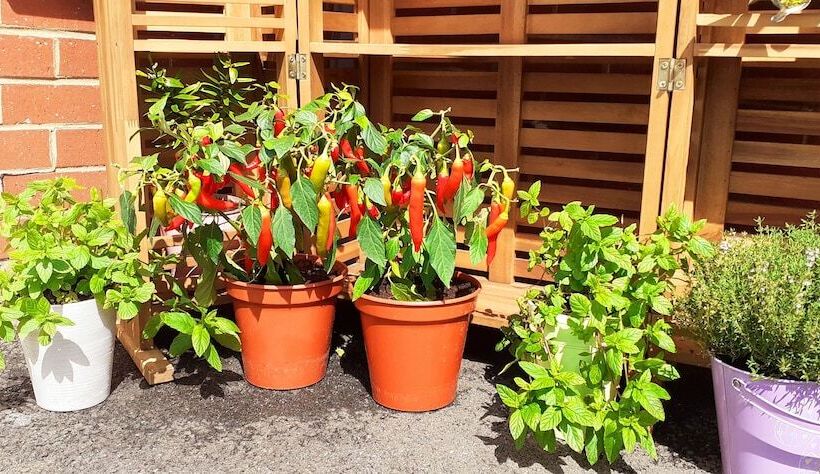 レジデンス Marinaa Inn, Welcome Home