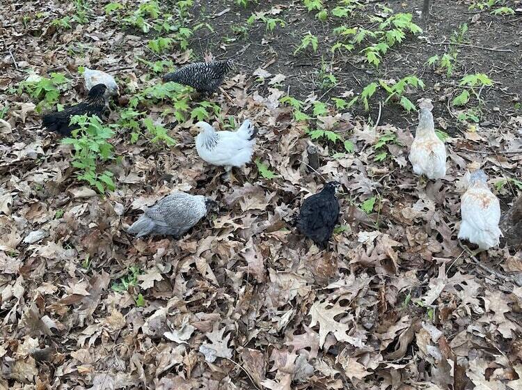 צימר Vintage Inn At Veritas Estate