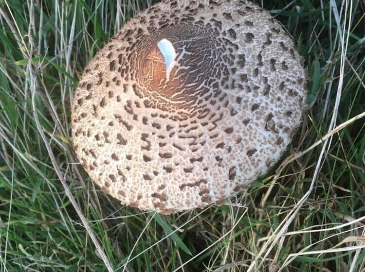 Cosy Cottage Near Hartland Village