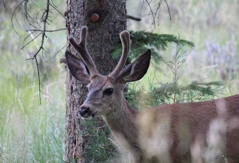 Отель Flaming Gorge Hideout