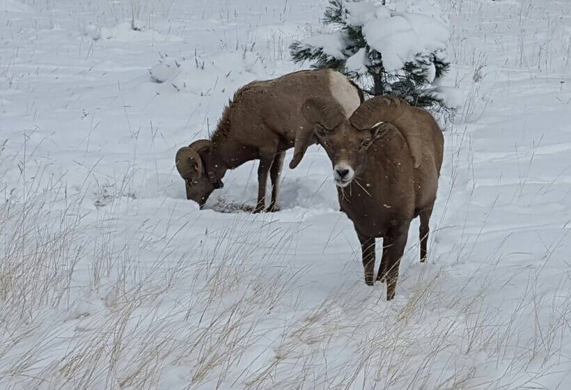 Отель Flaming Gorge Hideout