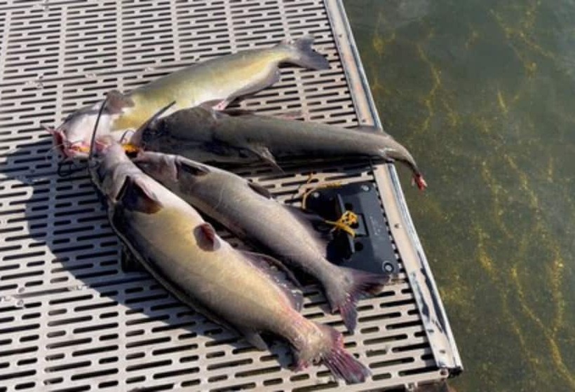 호텔 Omeo Clearlake Oaks