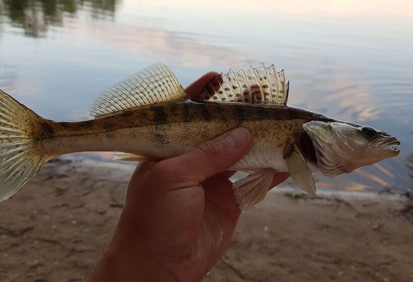 호텔 Omeo Clearlake Oaks