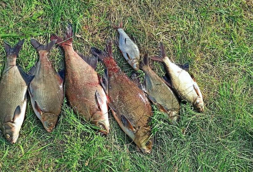 호텔 Omeo Clearlake Oaks