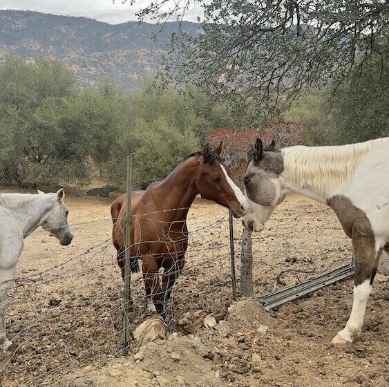 Off Grid 1 Bed Cabin In Yokuts Valley