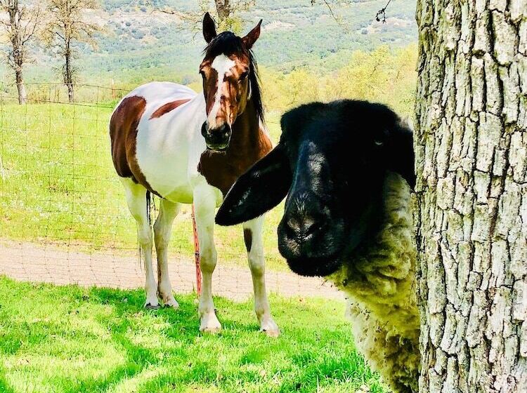 Off Grid 1 Bed Cabin In Yokuts Valley