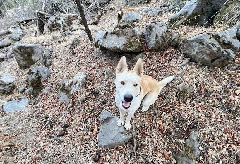 Off Grid 1 Bed Cabin In Yokuts Valley