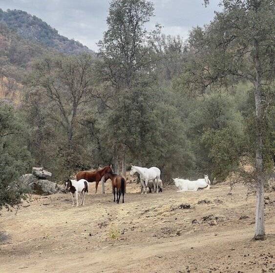 Off Grid 1 Bed Cabin In Yokuts Valley