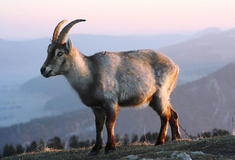Gæstgiveri L Auberge De Noiraigue