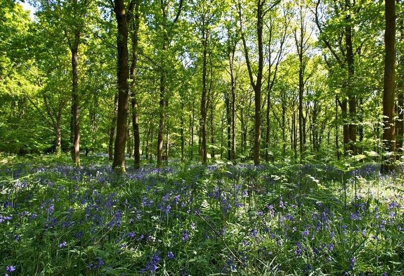 إقامة The Forest Coach House   Minutes From The Forest