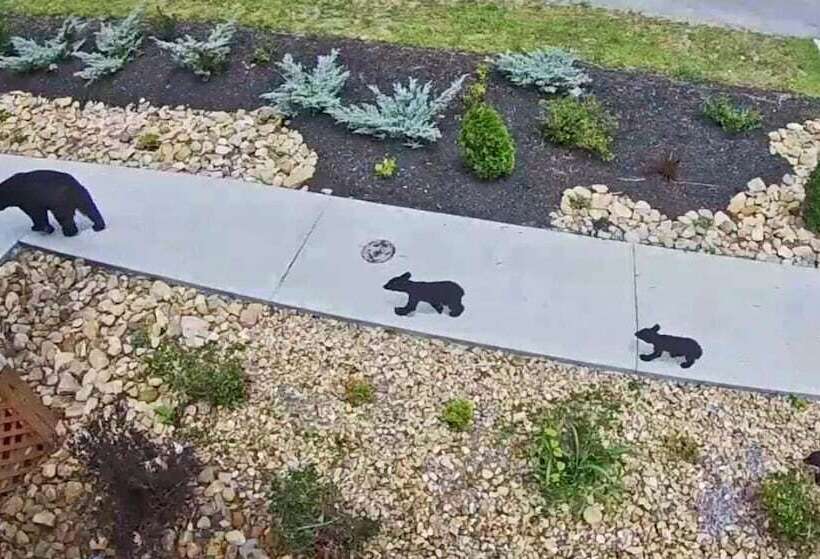 Bear Ridge Mountain View