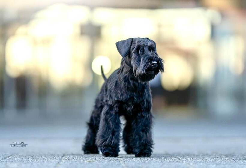 住宿加早餐  Zenit Boutique Bb Olhao