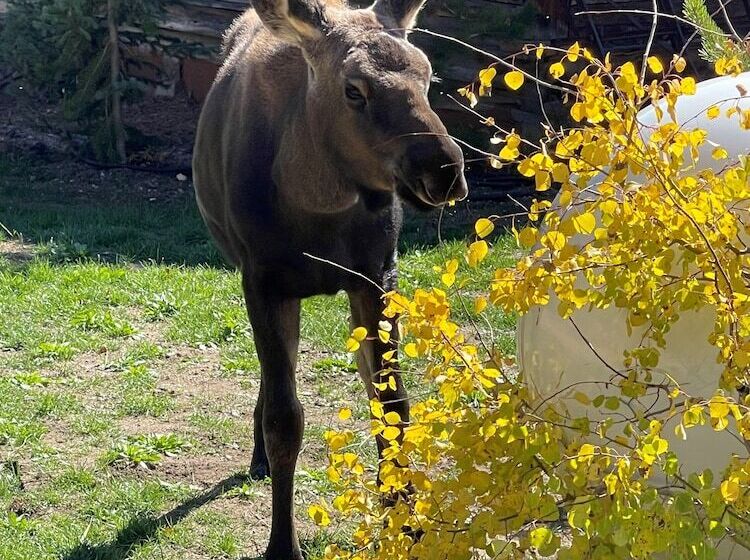 فندق ريفى Arapaho Valley Ranch
