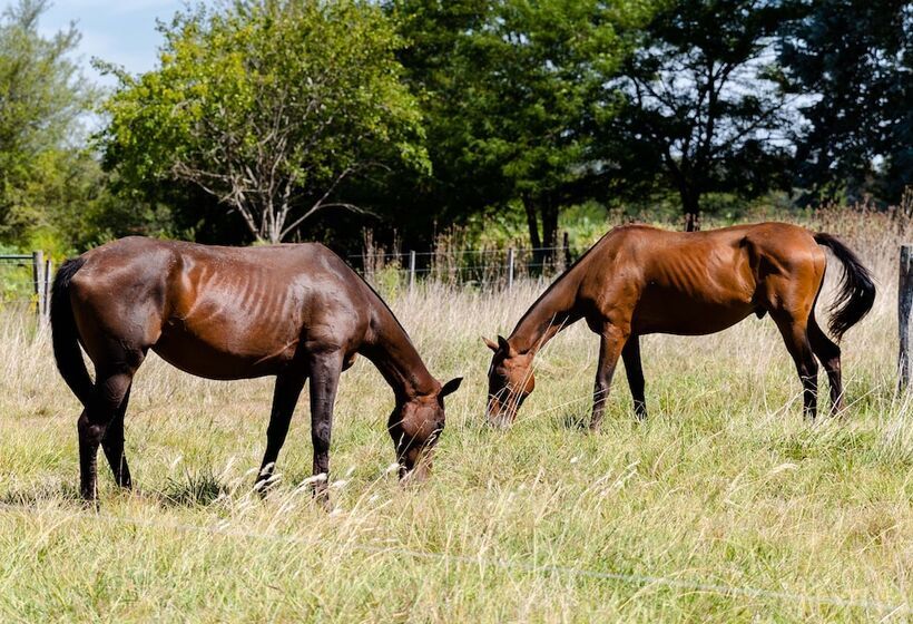 فندق Terranova Glamping