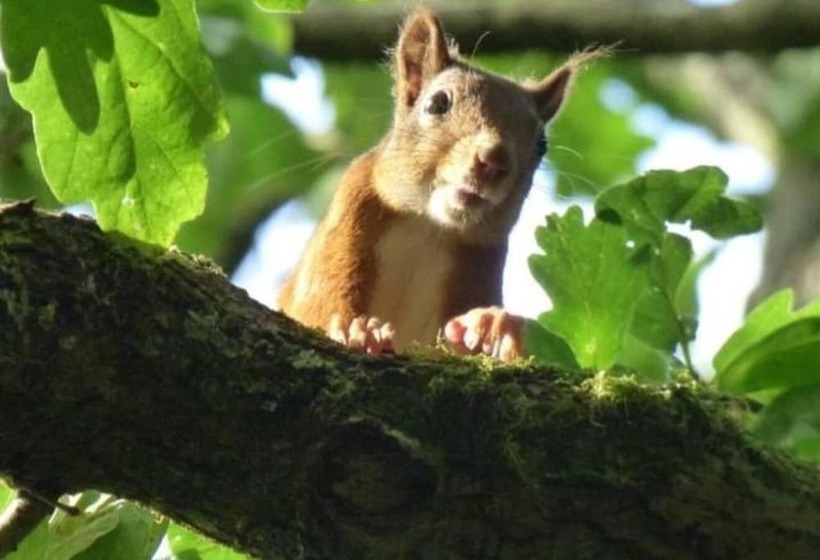 Shepherds Hut With Hot Tub On Anglesey North Wales