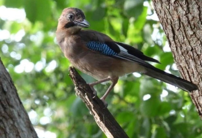 Shepherds Hut With Hot Tub On Anglesey North Wales