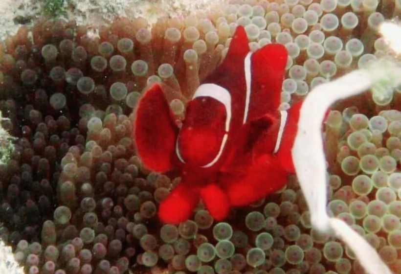 Angel Island Eco Resort