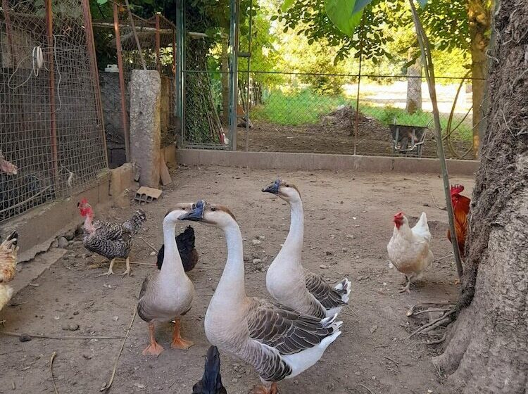 Lovely 6 Bed Cottage In Braga Enjoy And Relax