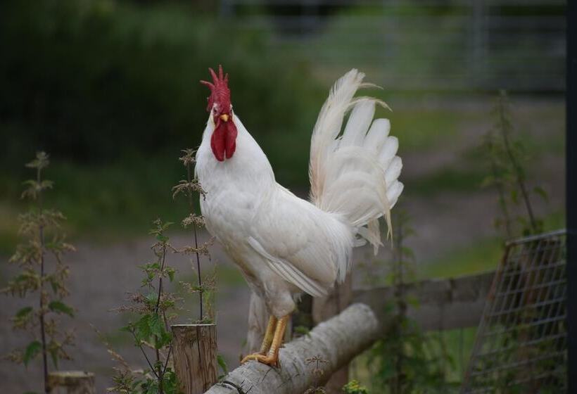 Mongolian Yurts Fordhall Organic Farm