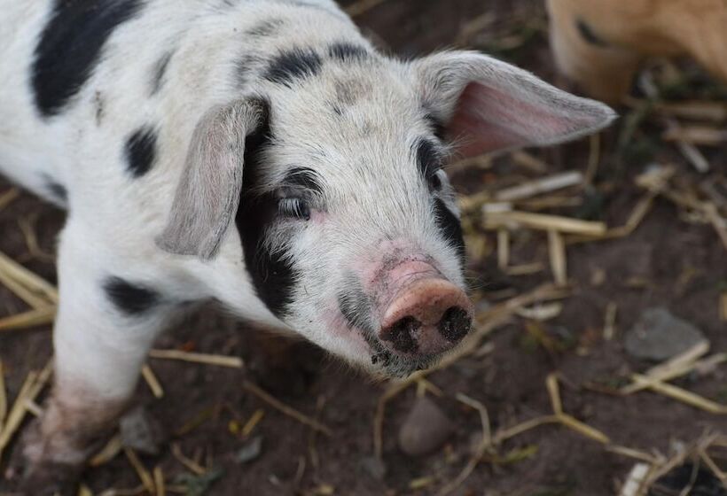 Mongolian Yurts Fordhall Organic Farm